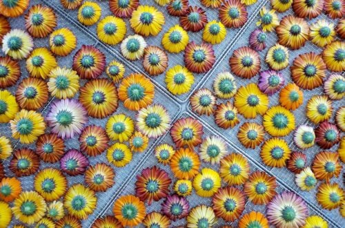Many calendula flowers of various colors are laid out in a single layer on top of stainless steel dehydrator trays.
