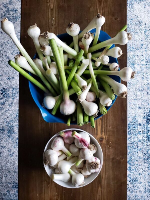 Green Garlic What Is It? Plus 7 Ways to Use or Preserve It Homestead and Chill