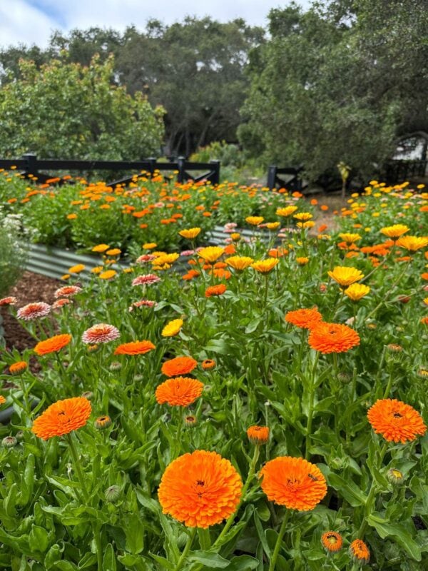 Organic Calendula Salve (Soothe Any Skin Issue!) - Image 6