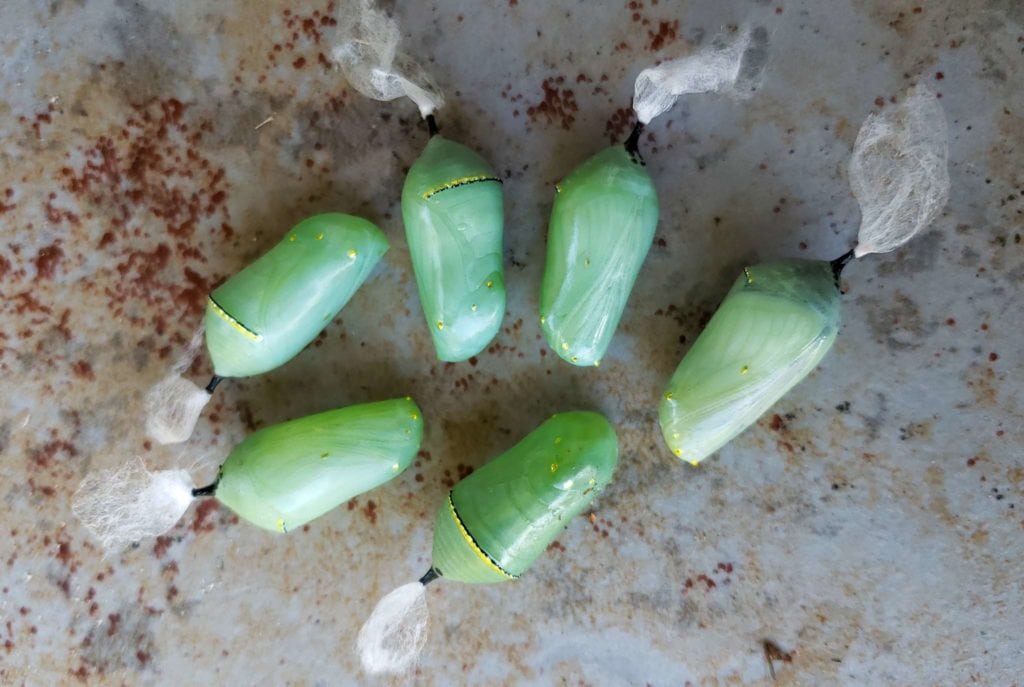 How to Safely Move & Hang a Monarch Butterfly Chrysalis Homestead and