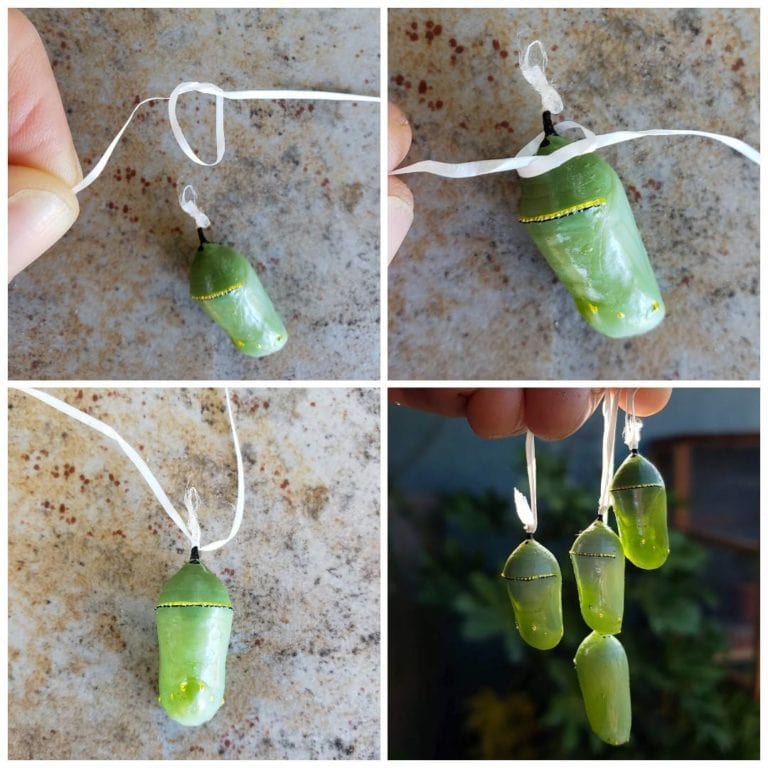 How to Safely Move & Hang a Monarch Butterfly Chrysalis Homestead and