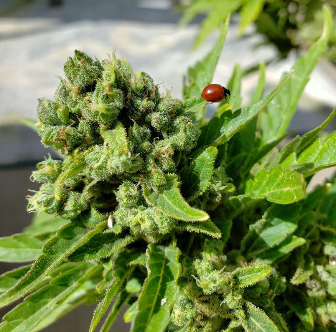 Organic Cannabis Pest Control How to Keep Bugs Off Your Nugs