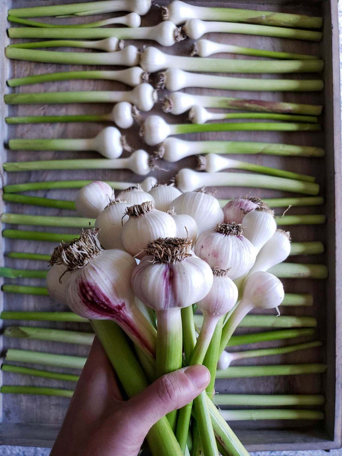 A hand holding a bunch of peeled green garlic stalks and bulbs, with more laying out in the background. The white heads are smaller than typical garlic, but more round than green onions.