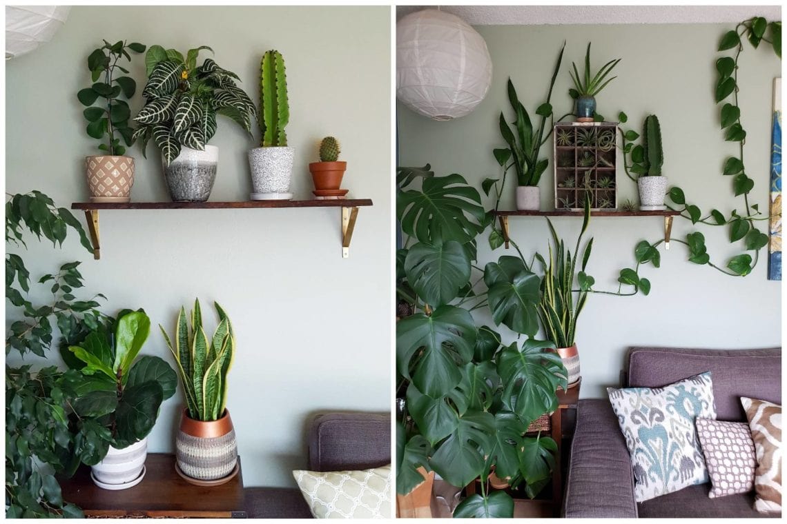 HOUSEPLANT CARE 101 THE ULTIMATE GUIDE TO HAPPY HEALTHY INDOOR visual data 7