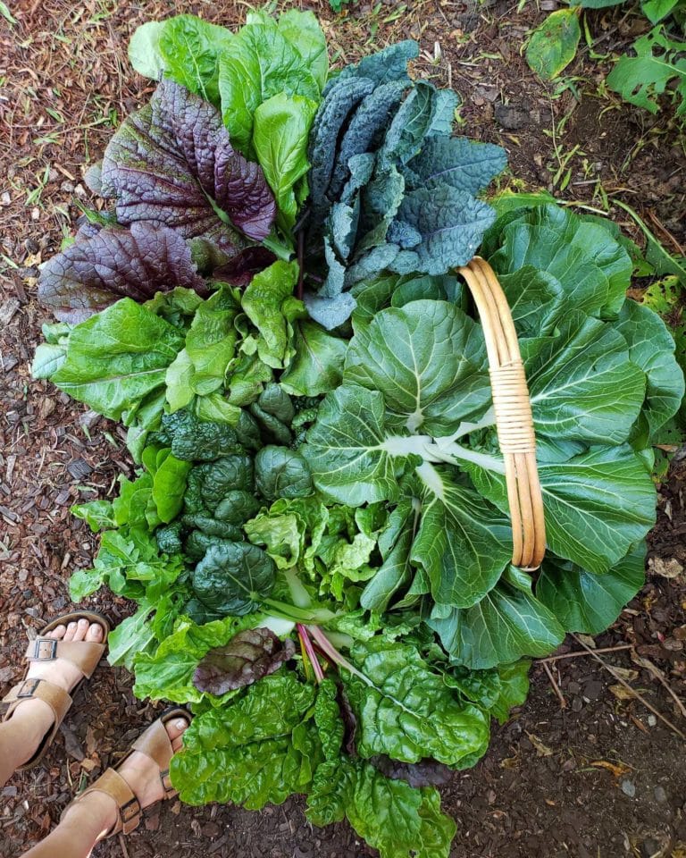 Cut and Come Again How to Harvest Kale & Leafy Greens Homestead and Chill