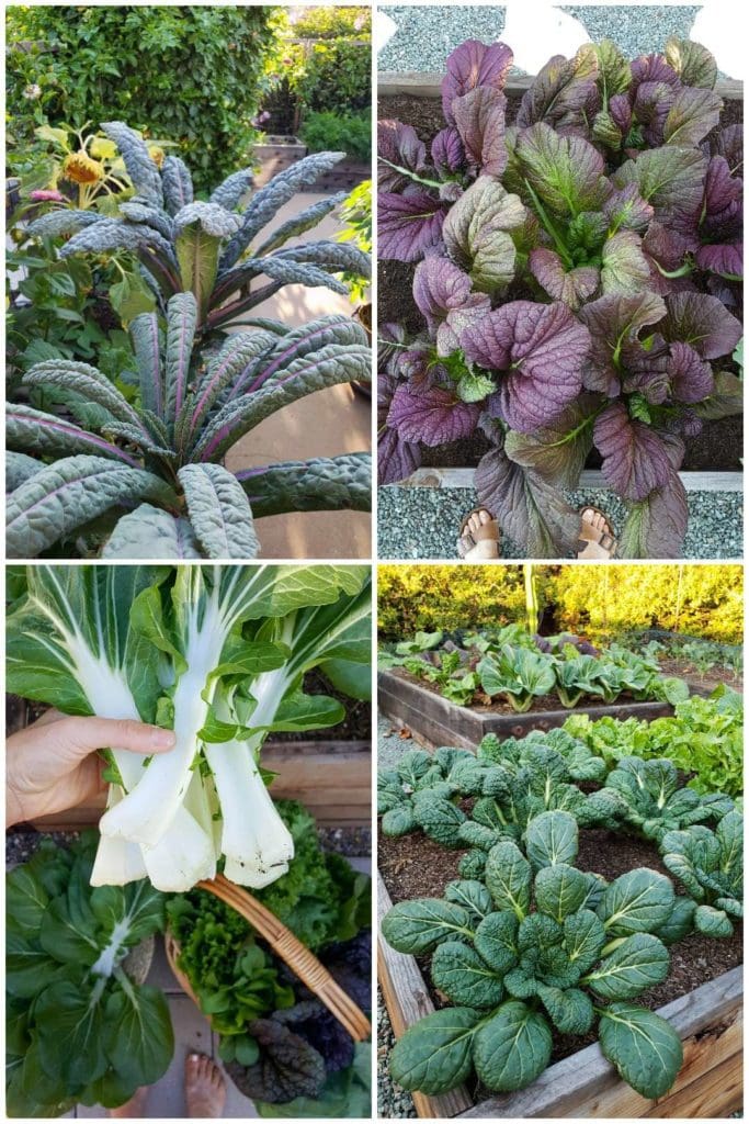 Cut and Come Again How to Harvest Kale & Leafy Greens Homestead and