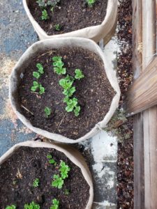 What is Diatomaceous Earth? How to Use DE for Garden Pest Control ...