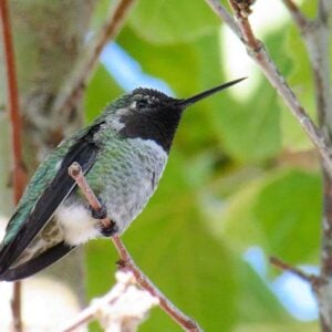 A close up of an Anna's Hummingbird perched in a tree. The small bird has a black face, grey chest, white butt, and green on its back and sides, with a long slender black beak.