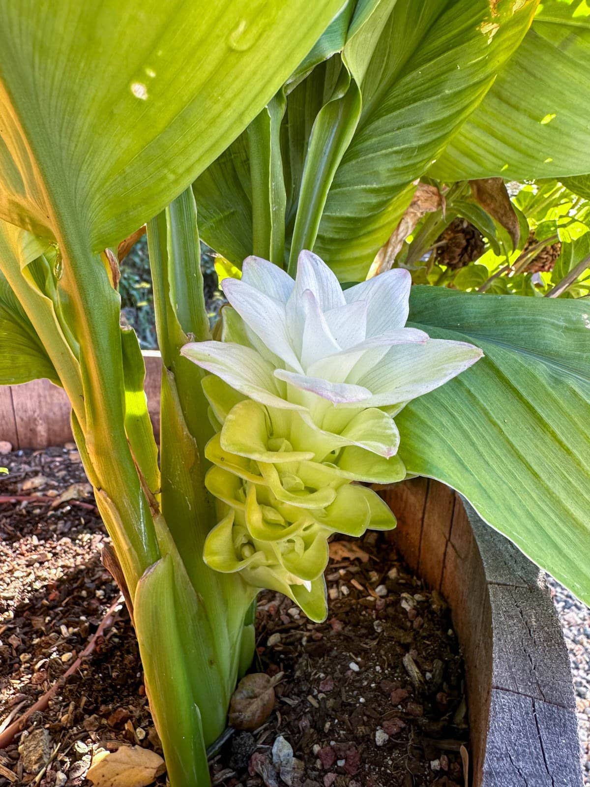 A large white flower growing out of a large green stalk from a plant growing in a wine barrel.