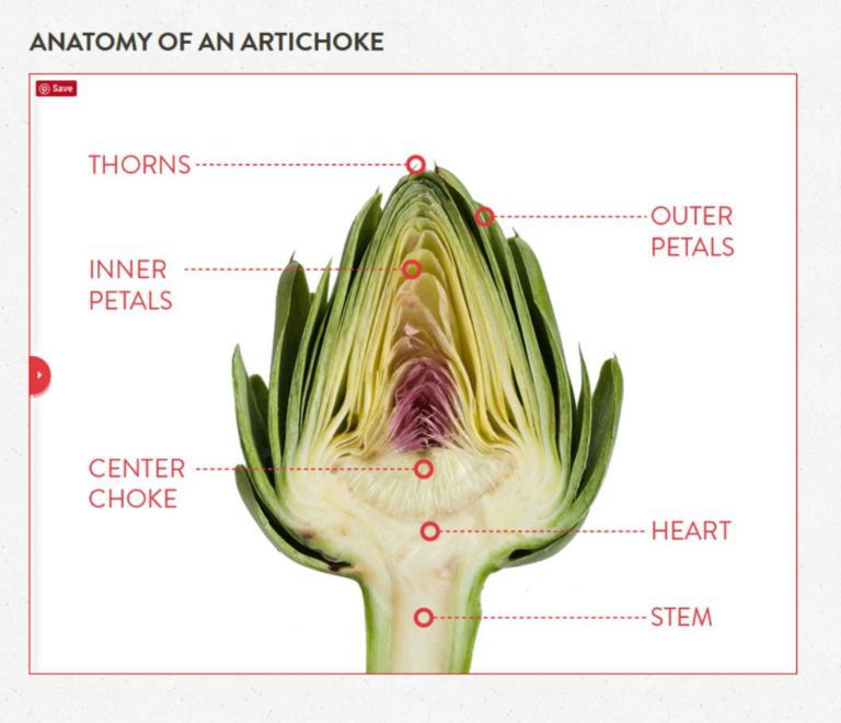 Easy SteamBoiled Artichokes + How to Eat An Artichoke Homestead and