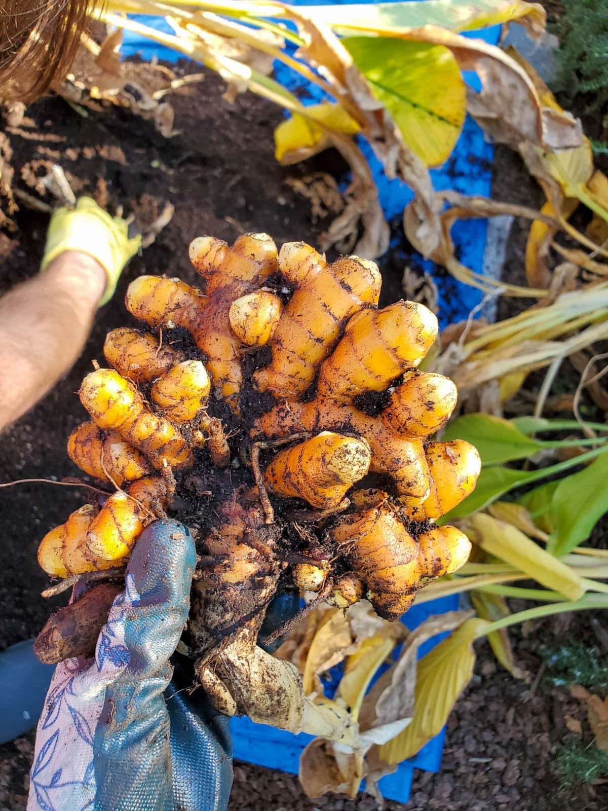 A hand is holding a freshly harvested rhizome hand with dirt still stuck in its crevices.