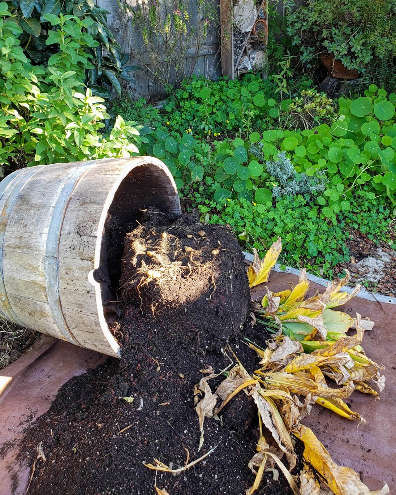 A half wine barrel is tipped over so that its soil spills out along with the rhizomes growing within it.