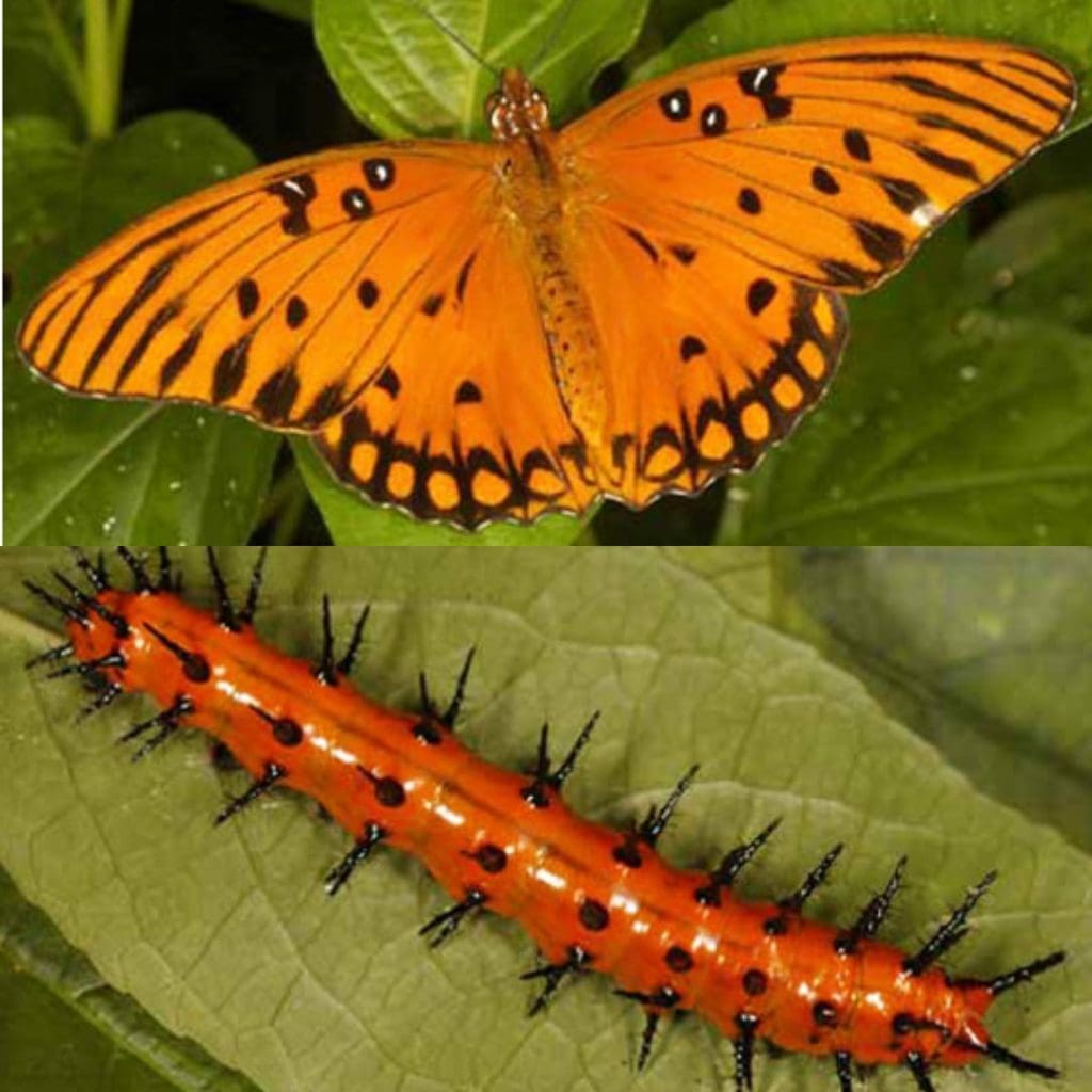 How to Grow Purple Passion Fruit vs. Maypops The Ultimate Guide