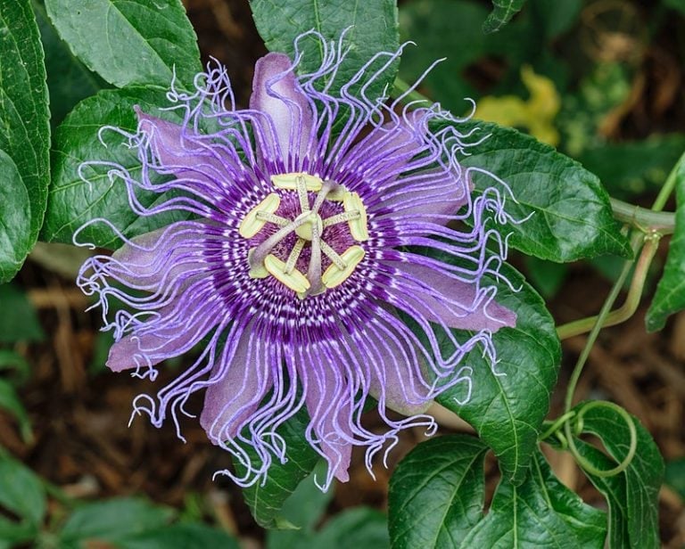How to Hand Pollinate Passion Fruit Flowers Homestead and Chill