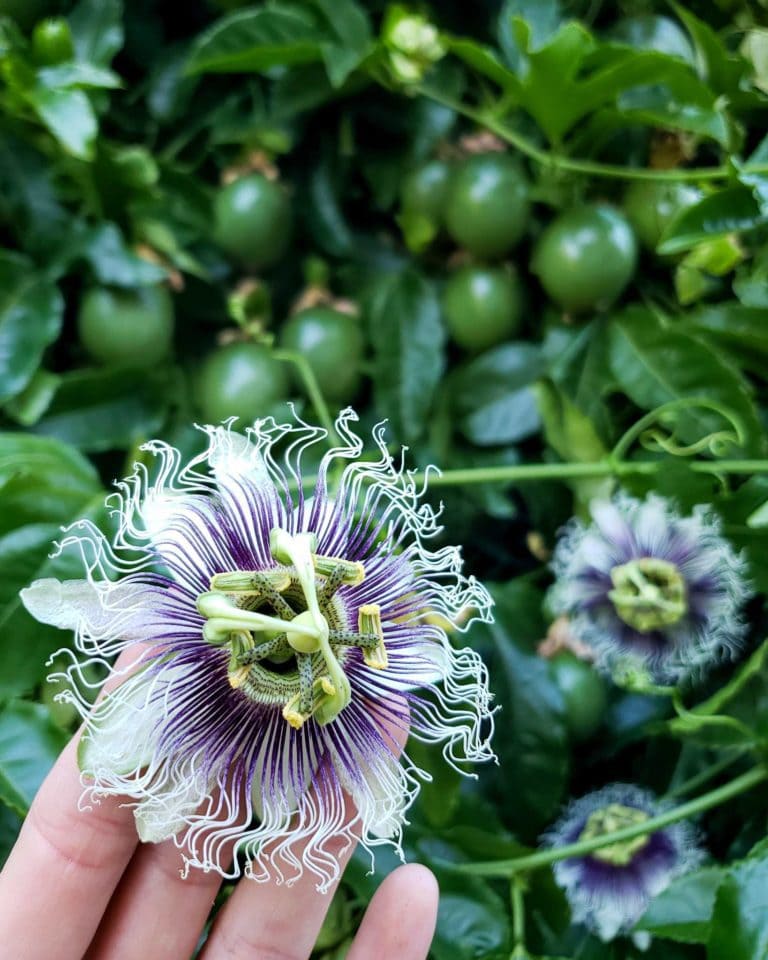 How to Grow Purple Passion Fruit vs. Maypops The Ultimate Guide
