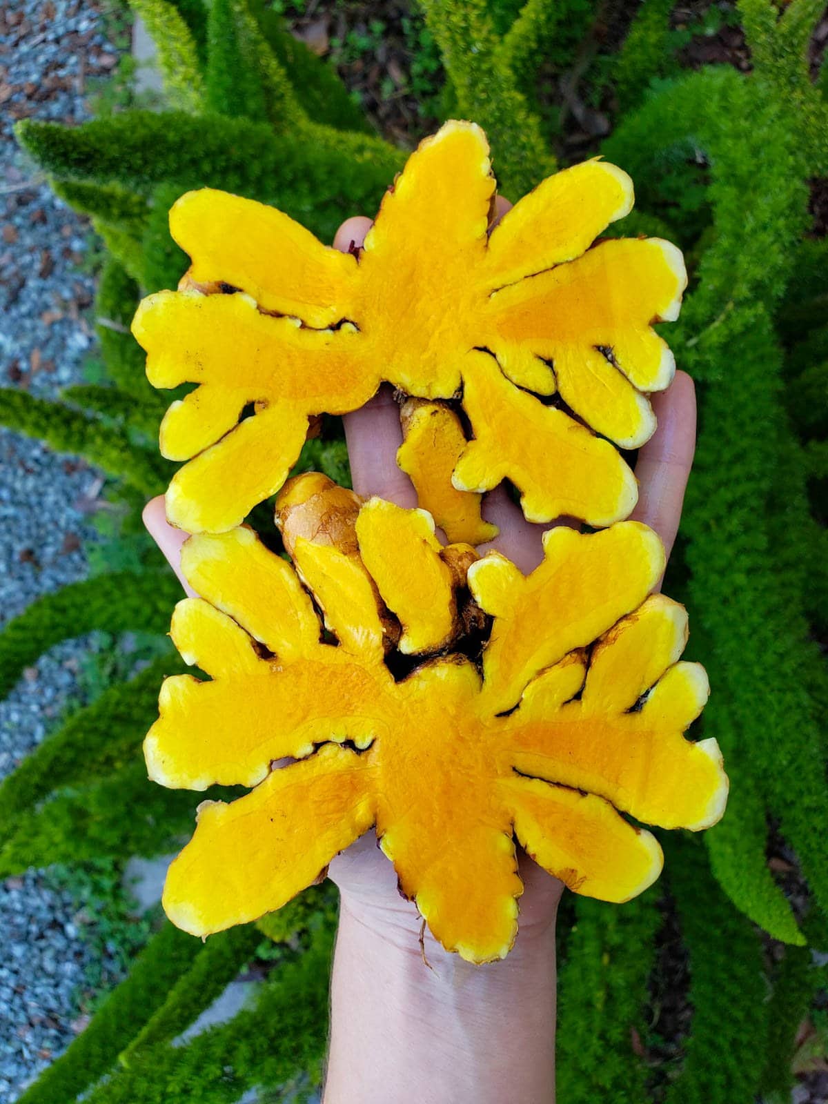 An outstretched hand is holding a large rhizome hand that has been sliced in half with each half mirroring the other as its bright yellow flesh points upwards.