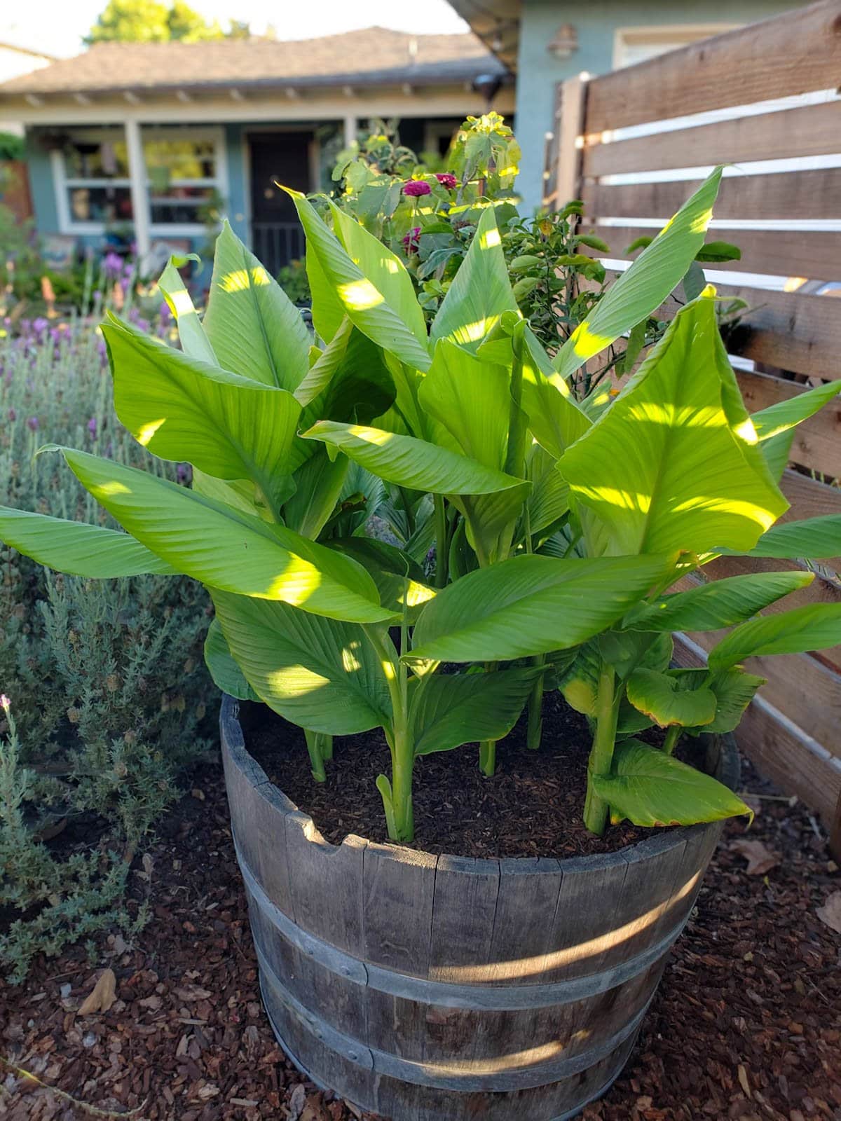 A half wine barrel planter full of plant stalks with bright green leaves.