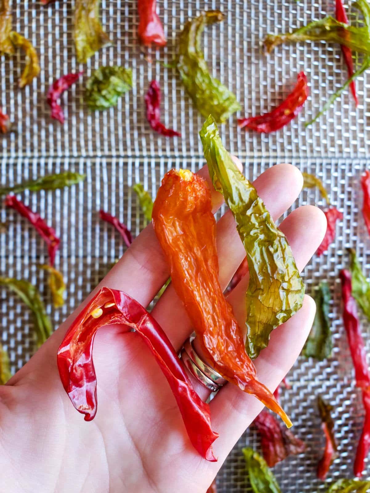 A hand holding three dried chilis, you can see that they are dehydrated by the fact that they are slightly shriveled and contorted, ready for homemade chili powder. They have retained their color through the drying process. They remaining chilis are in the background, still on the dehydrator drying racks.
