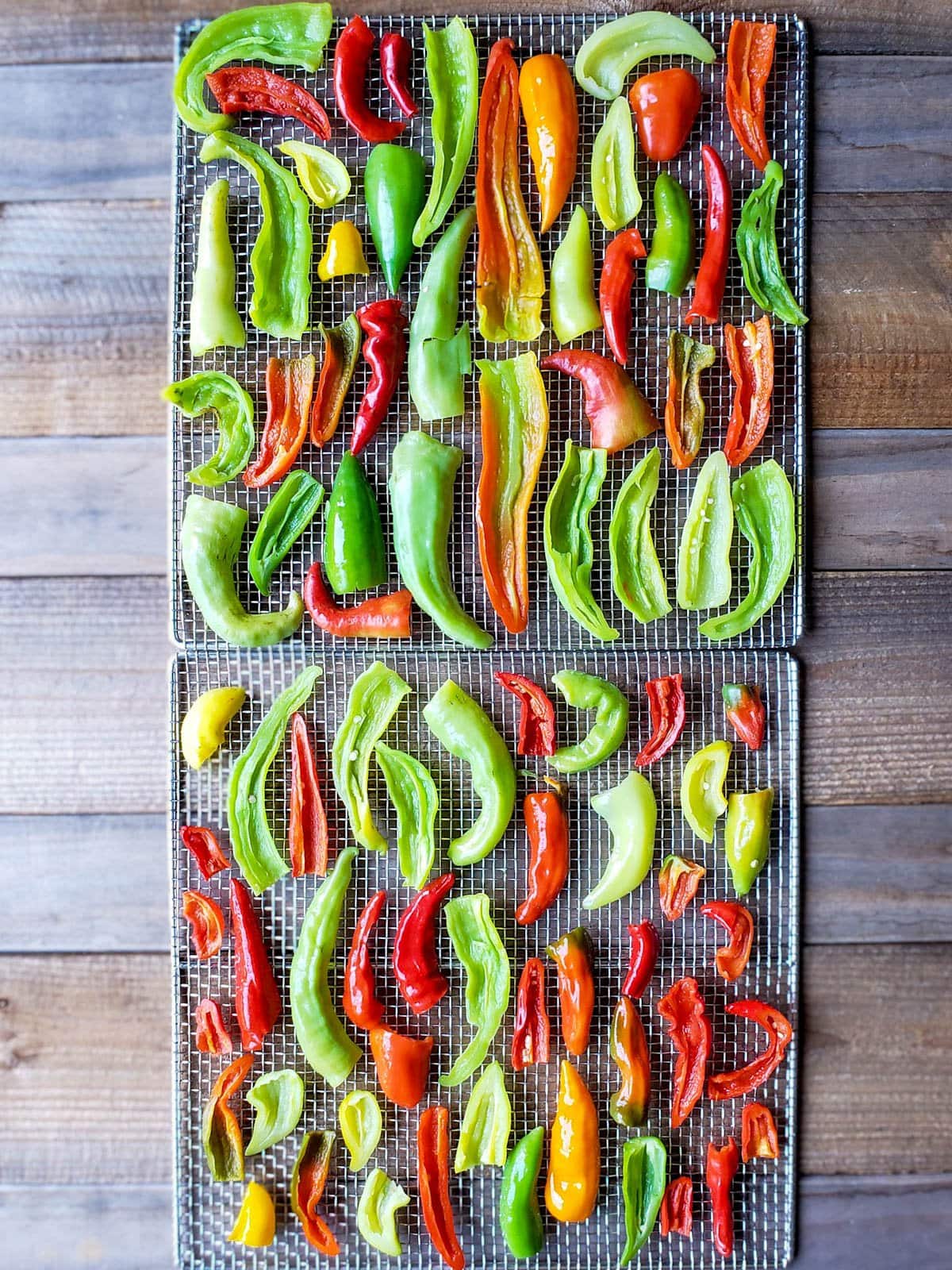 Two stainless steel dehydrator drying racks full of the sliced chili peppers, they are neatly set out onto the trays, making sure the edges of the chilis are not touching each other, nor are they overlapping. 