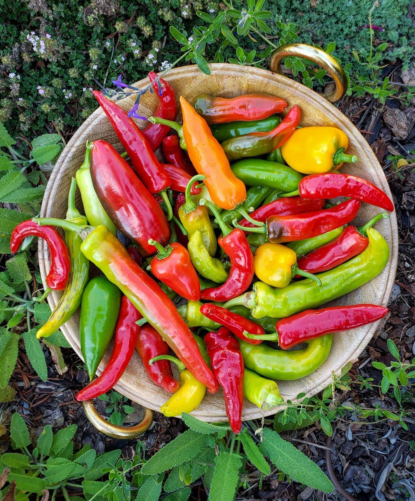 A wooden bowl full of fresh chili peppers (a variety of red, green and yellow) sitting on the ground in a garden landscape with herbs around it.