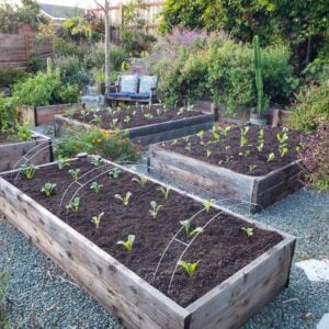 Raised garden beds are sitting amongst a gravel hardscape. Small seedlings are growing in each of the raised beds.