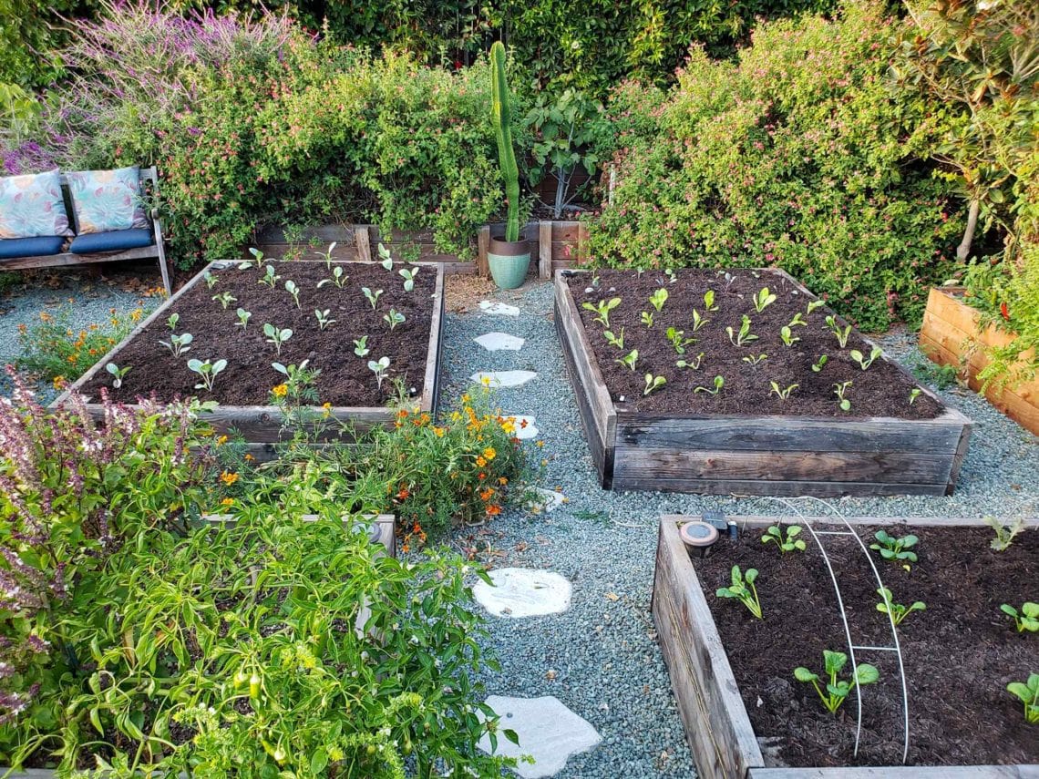 How to Amend and Fertilize Garden Bed Soil Between Seasons Homestead and Chill