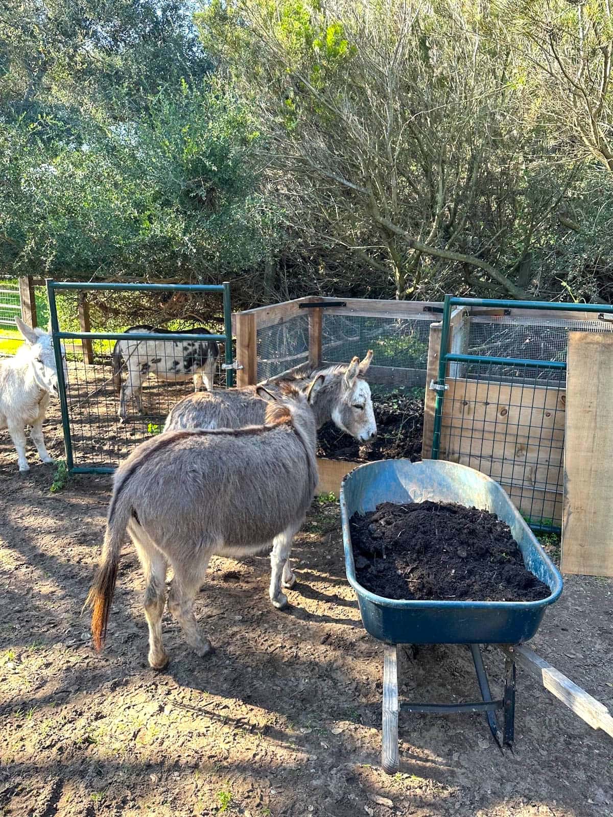 Four mini donkeys are standing around a 3 bay compost system full of manure. A wheelbarrow is in the foreground which contains aged donkey manure to amend raised beds. 