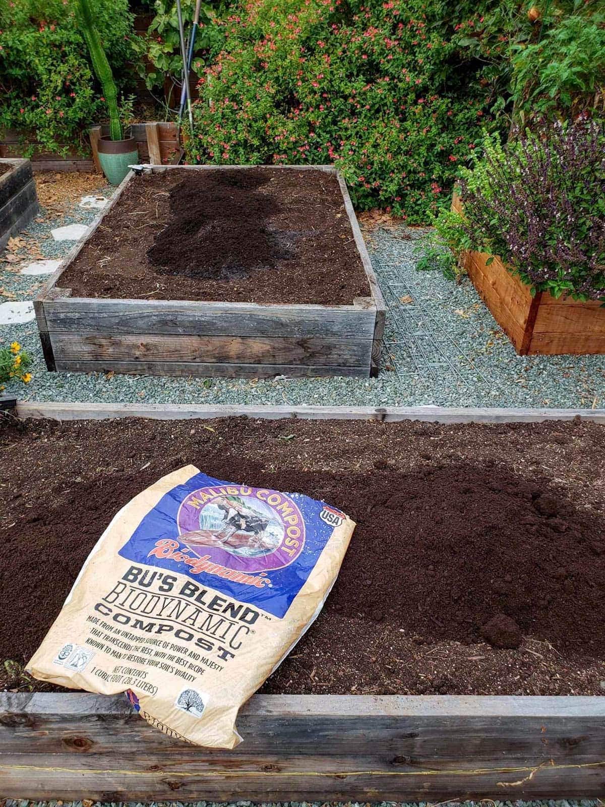 Two raised garden beds are shown, they have been cleared off all old plants and have fresh compost spread over the top of them in a pile. The compost is Bu's Blend Biodynamic Compost and it will soon be spread evenly over the entire surface of each of the garden beds. One of the bags of compost is laid out on one of the beds and compost to show the brand of the compost. The background contains lush perennials with pink flowers, cacti, flowering basil, and part of a tomato plant. 