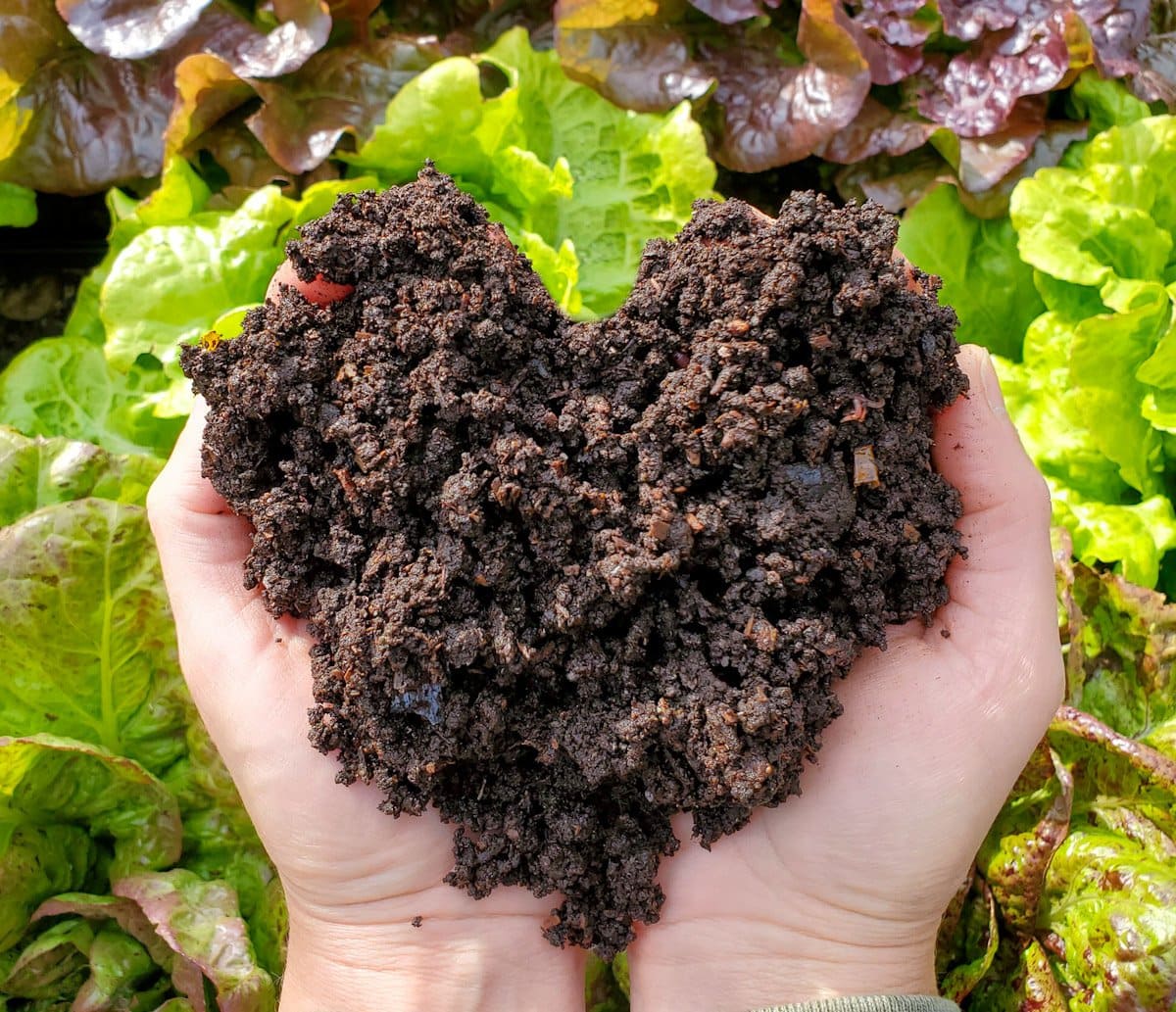 Two hands are held together cupping a large handful of compost that is in the shape of a heart. A bed of lettuce growing is beyond.