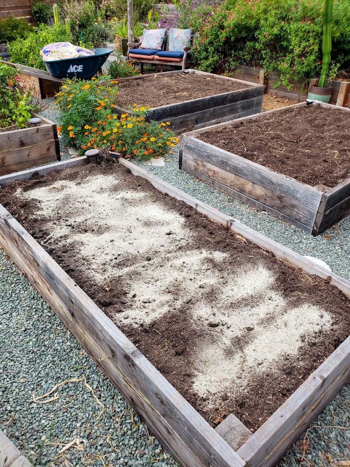 The raised garden bed have no plants growing in them after they have been removed. The raised bed in the foreground has fertilizer sprinkled over the top of it to amend the soil. 