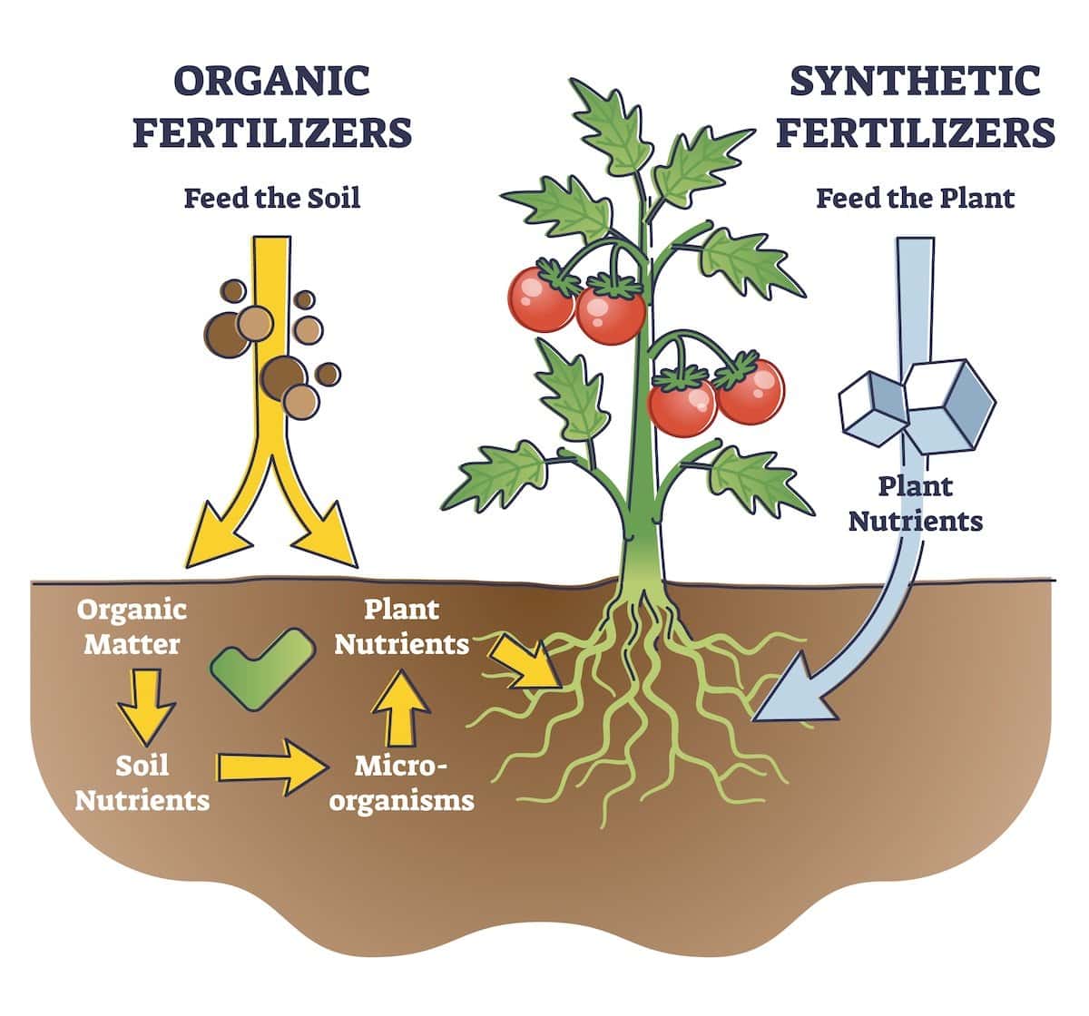 A graphic with a tomato growing showing organic fertilizers on one side and synthetic fertilizers on the other. The synthetic only offer plant nutrients while the organic offer organic matter, soil nutrients, plant nutrients, and micro-organisms. 