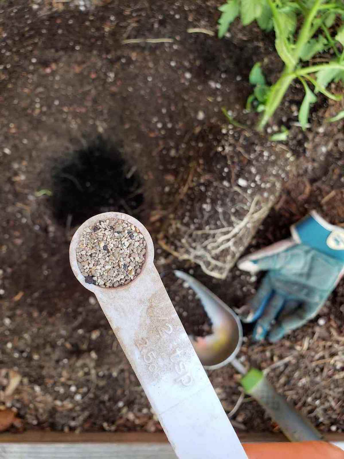 A half teaspoon of mycorrhizae is held above a transplant hole with a trowel and seedling laying next to the hole. 
