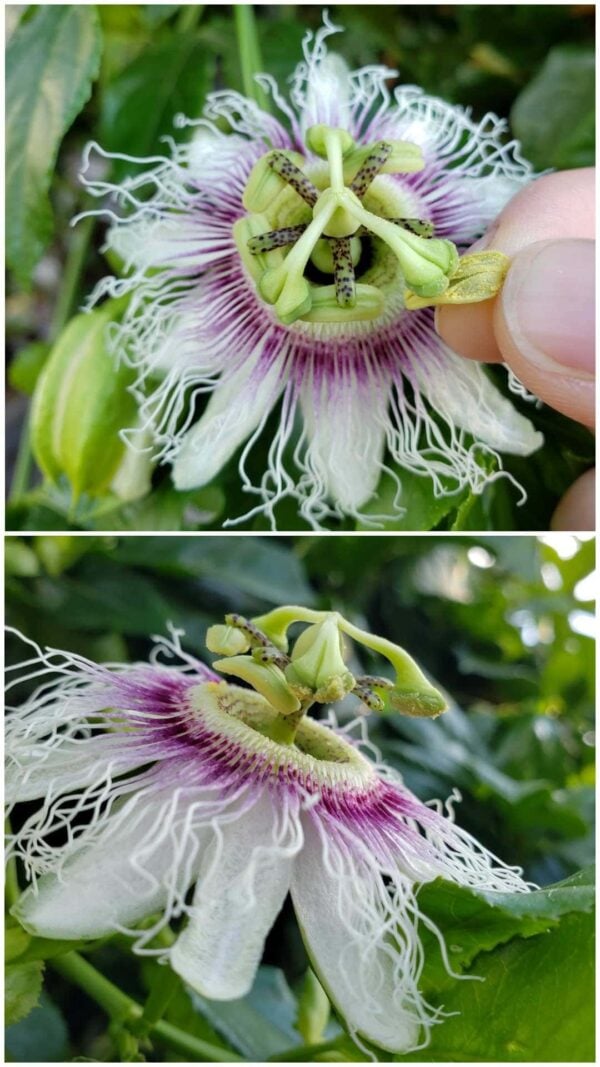 How to Hand Pollinate Passion Fruit Flowers Homestead and Chill