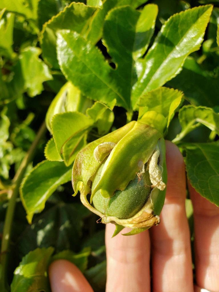 How to Hand Pollinate Passion Fruit Flowers Homestead and Chill
