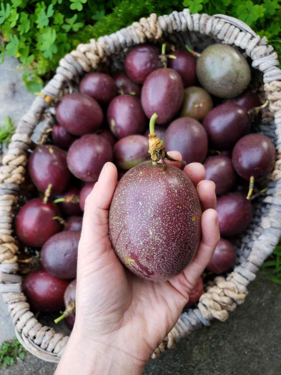 How to Hand Pollinate Passion Fruit Flowers Homestead and Chill