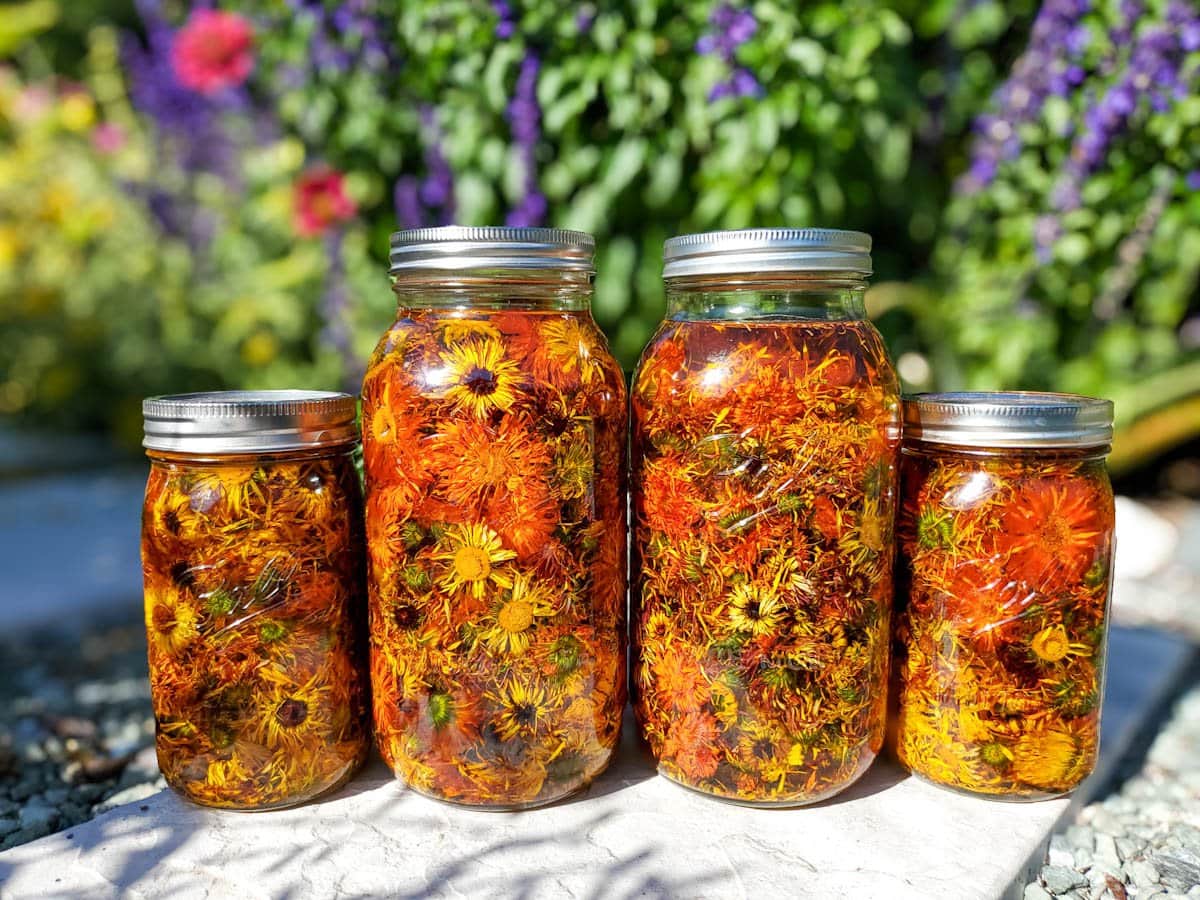 Four jars of medicinal oils infusing with a variety of flowering plants in the background.