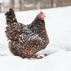 A brown and white chicken is standing in a few inches of snow.