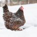 A brown and white chicken is standing in a few inches of snow.