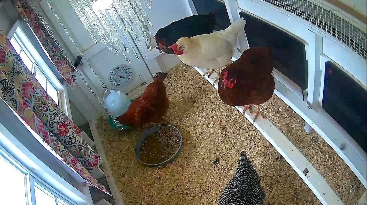 The interior of a fancier chicken coop, decorated with curtains, nice paint, a chandelier, and several chickens are roosting on a bar that has 3 radiant heat plates mounted on the wall to keep the chickens warm during winter.