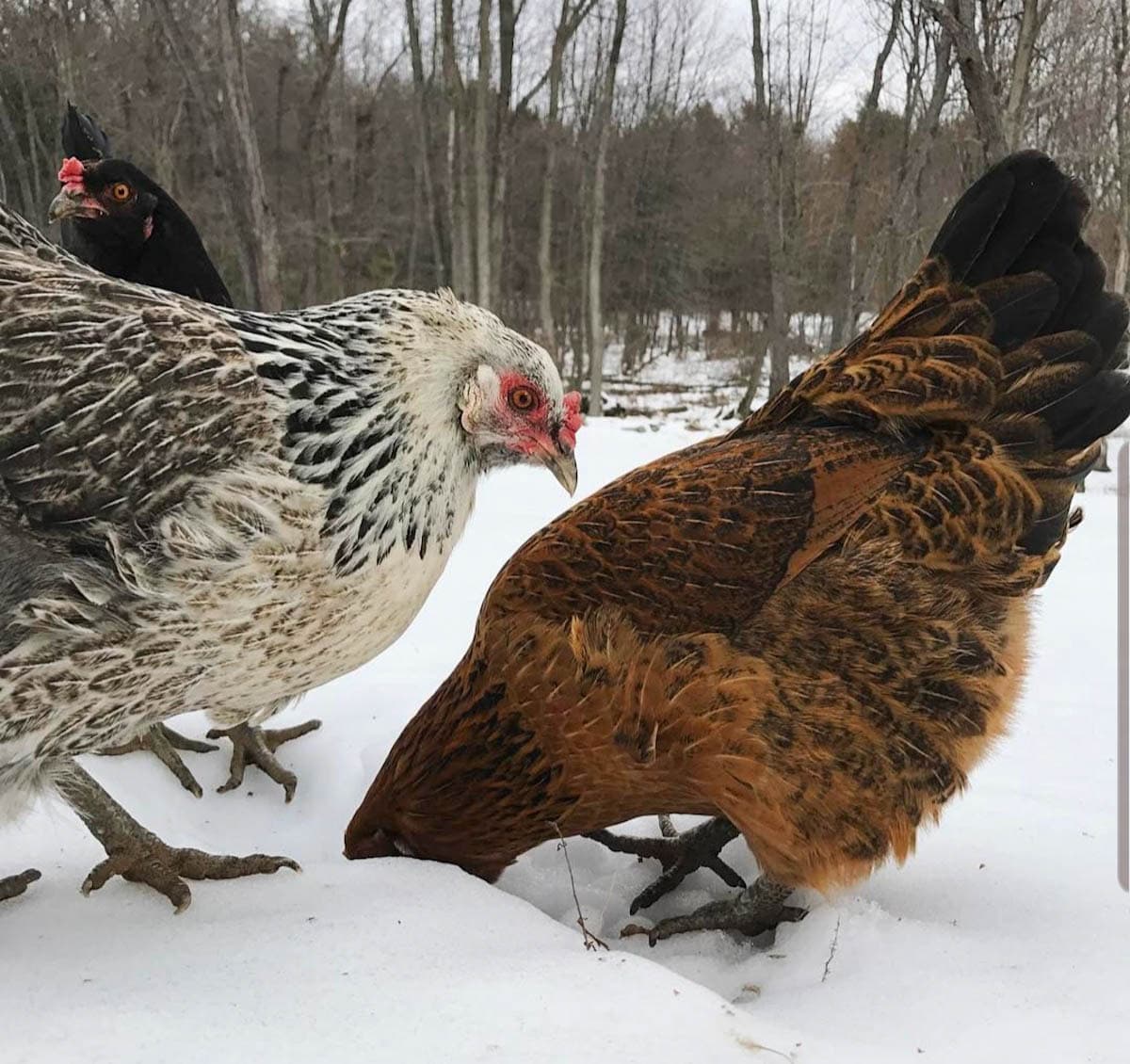 Three chickens standing in the snow. The chicken on the left is staring off into the distance or towards the ground, the chicken in the background is staring at the photographer, and the chicken on the right has its head down towards the snow, picking around and looking for something to eat.
