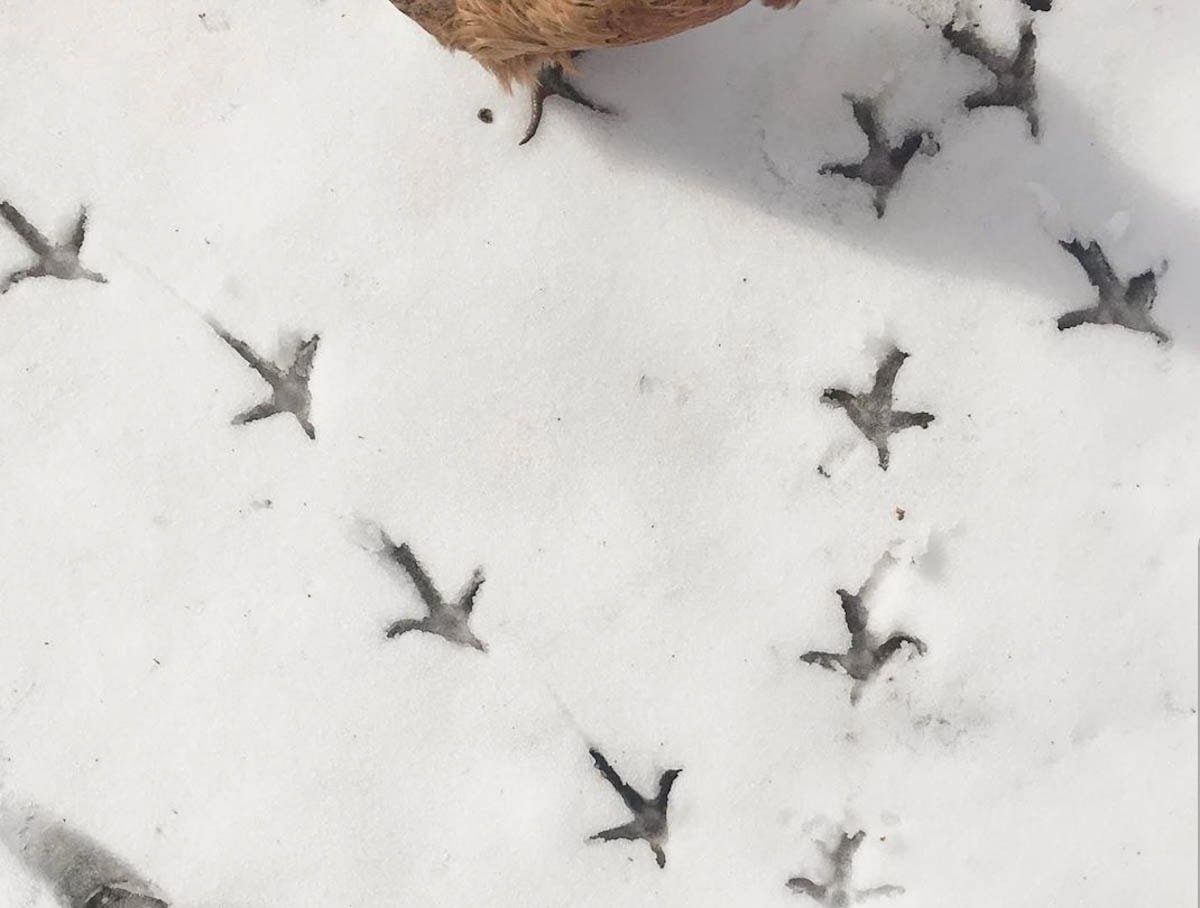 How to Keep Chickens Warm During Winter + Prevent Frostbite