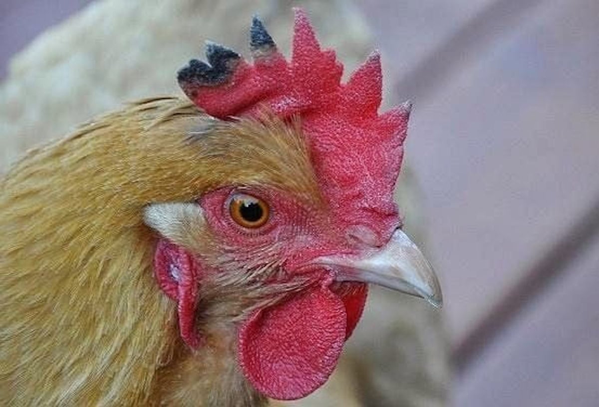A close up of a chickens head is shown. The tips of the hens wattle are starting to turn black on the back portion of the wattle. This is a tell tale sign of frost bite.