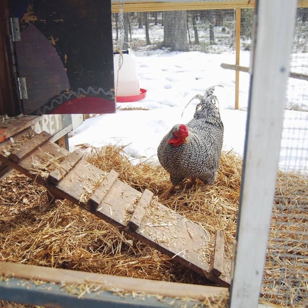 The outside of a chicken coop is shown with a chicken next to the ladder that leads within. There is straw scattered throughout the front landing area that provides cover from the snow beneath. Beyond the straw, the ground is covered in snow.