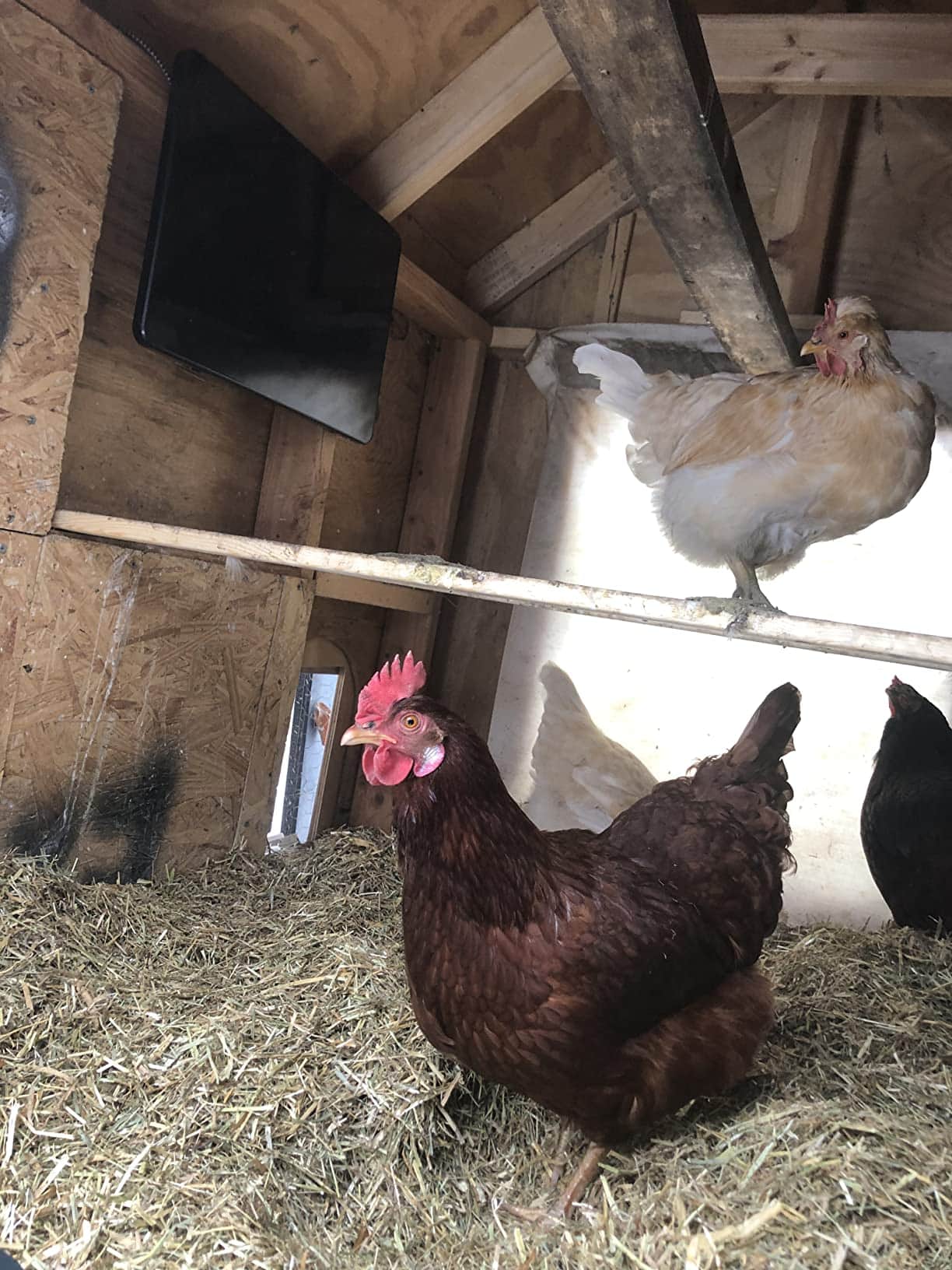 a peek inside a small chicken coop where a radiant heating plate is hung on the wall and several chickens stand around it to keep them warm during winter.