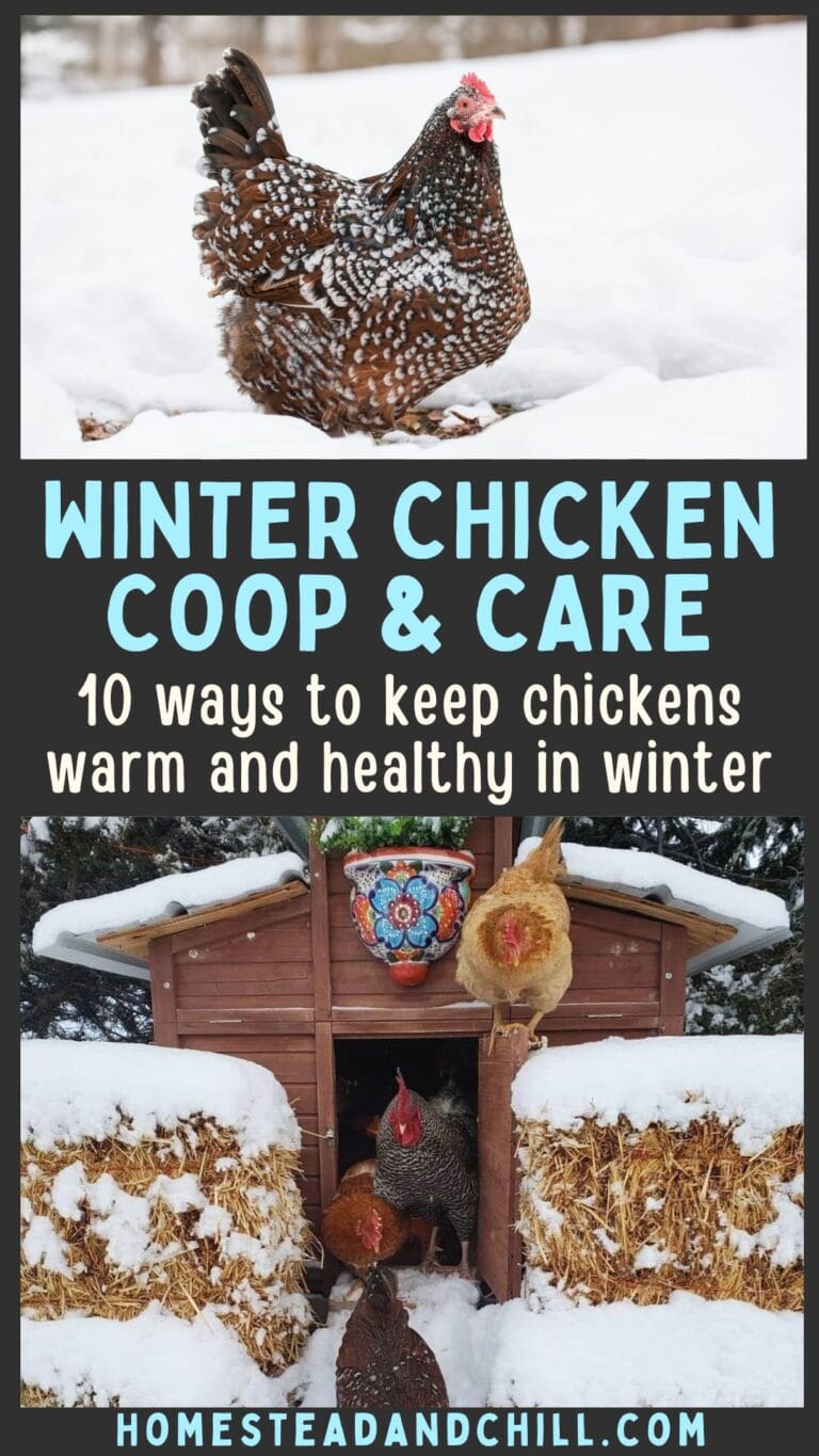 Stunning Winter Chicken Sickness Prevention image
