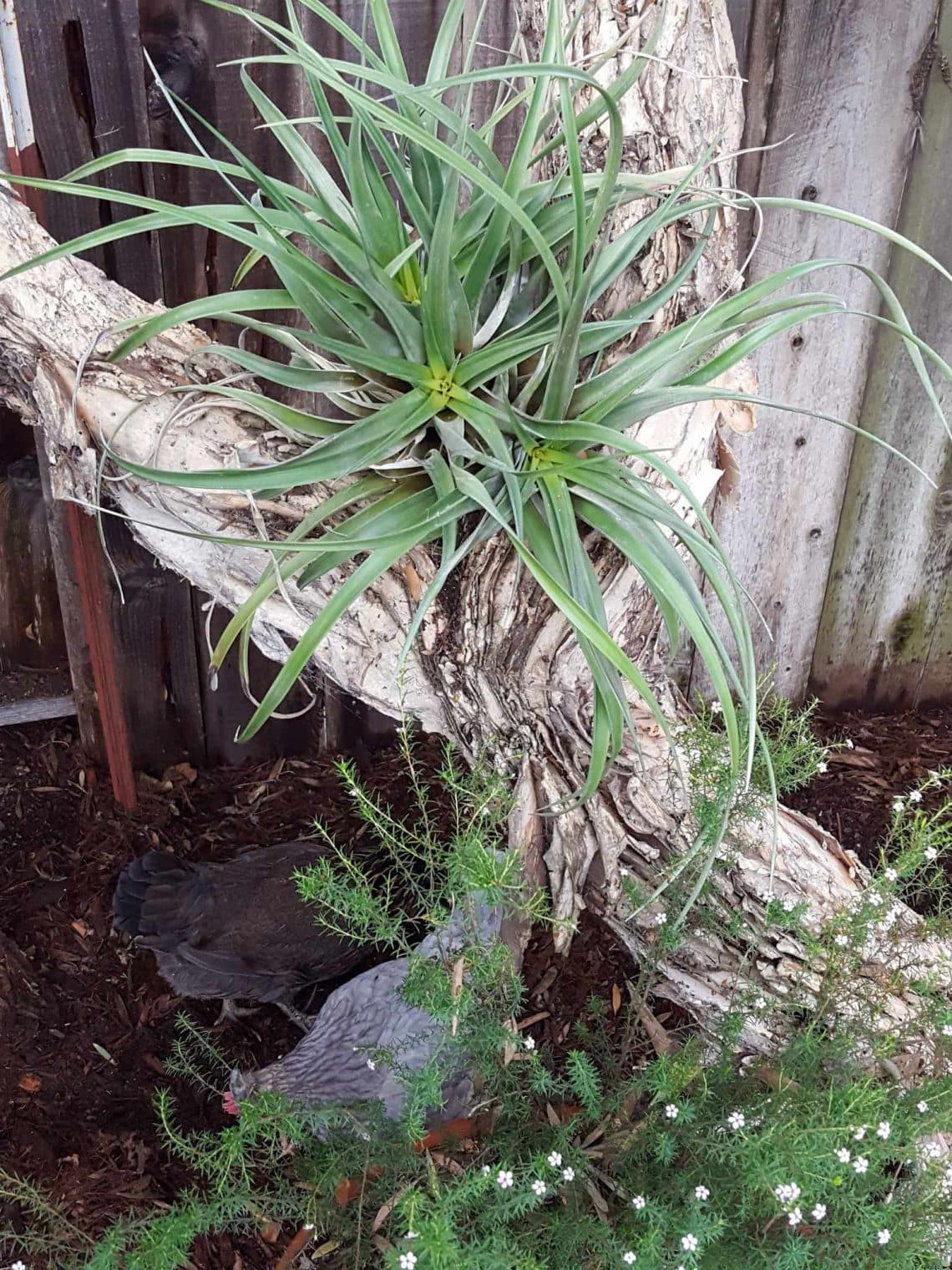 Air Plant Care 101 How to Not Kill Your Tillandsia Homestead and Chill
