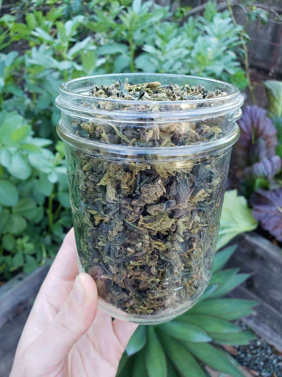 How to Decarboxylate Cannabis to Use in Oils, Edibles & Salves