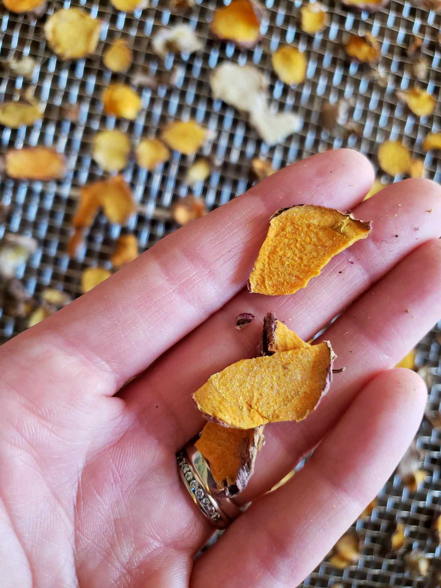 A hand is holding a few slices of turmeric after they have dried in the dehydrator. They look crisp like a chip, in the background is a stainless steel drying rack with the remaining dried turmeric rhizomes. 