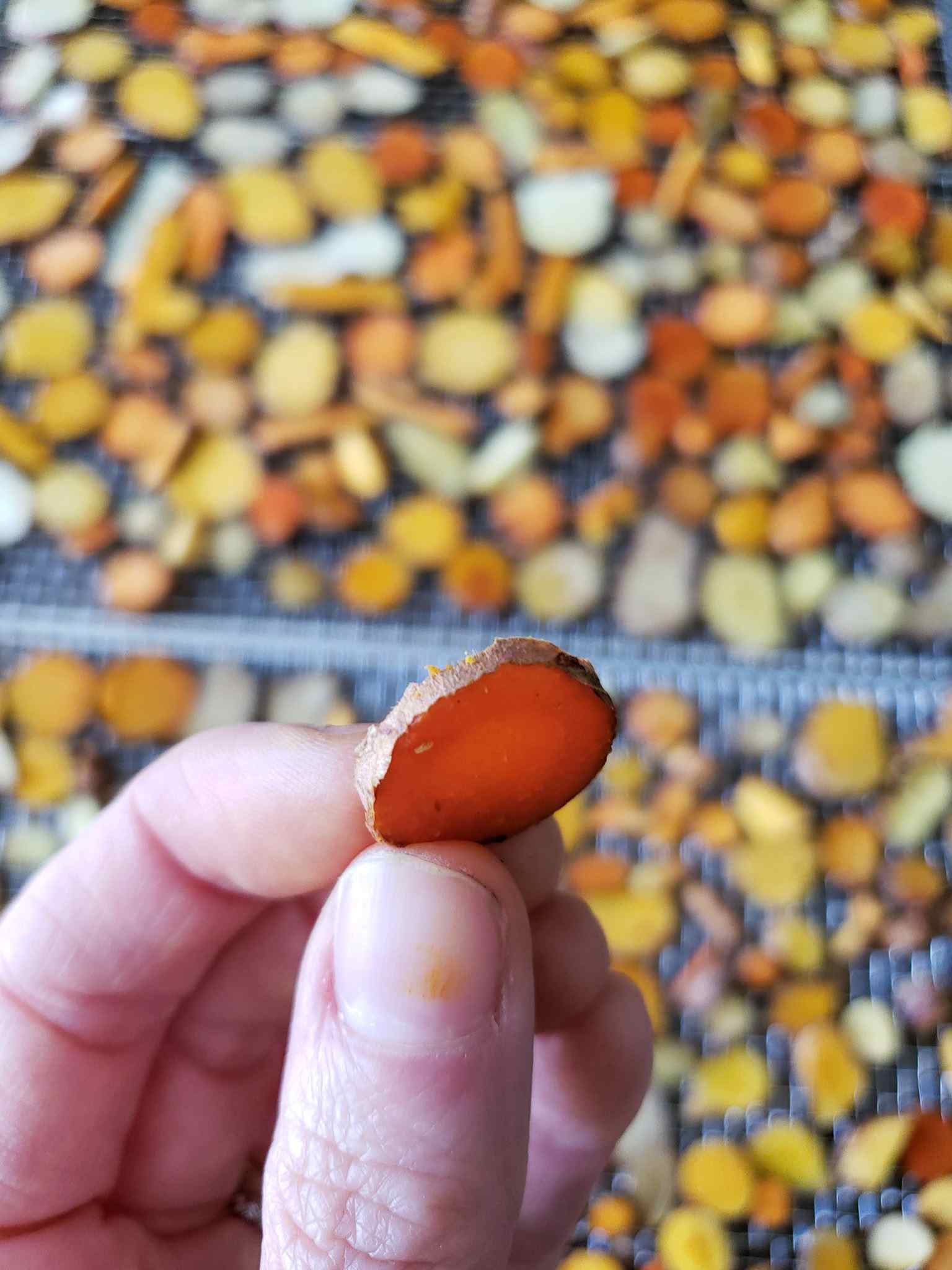A hand is holding up a slice of fresh turmeric, illustrating the thickness to which one should slice it for optimum drying. There are stainless steel treys in the background that contain many pieces of sliced turmeric that are dark orange to red and yellow in color.