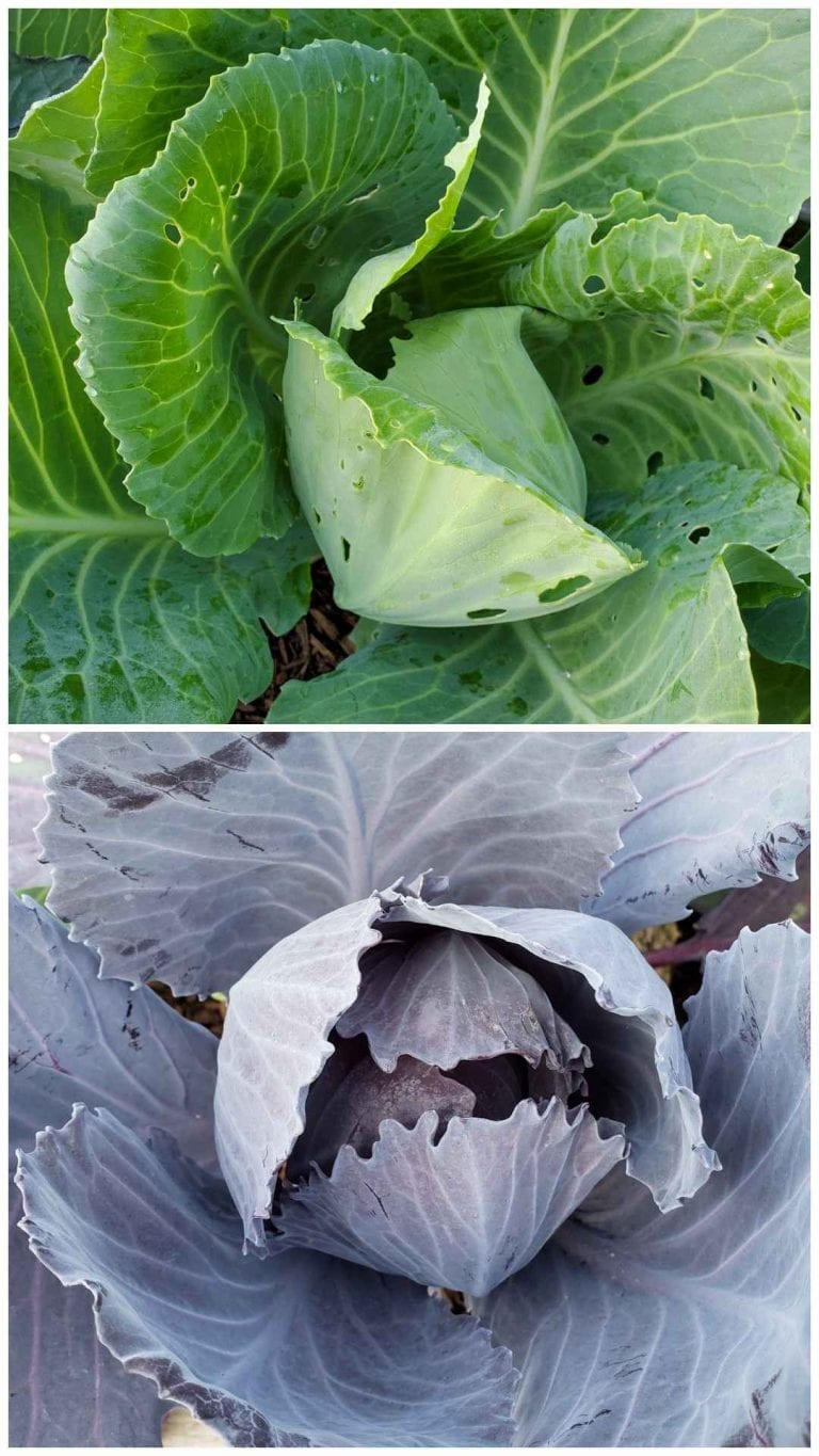 8 Organic Ways to Get Rid of Cabbage Worms & Cabbage Moths Homestead
